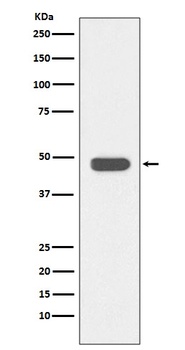 IKB beta Rabbit Monoclonal Antibody