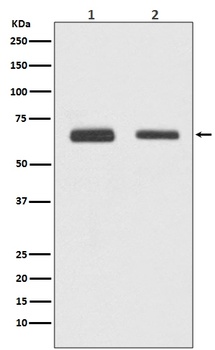 Cdc23/APC8 Rabbit Monoclonal Antibody