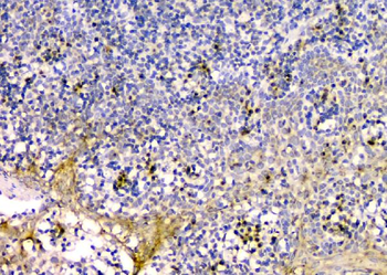 GM130 GOLGA2 Mouse Monoclonal Antibody