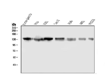 GM130 GOLGA2 Mouse Monoclonal Antibody