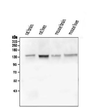 GM130 GOLGA2 Mouse Monoclonal Antibody