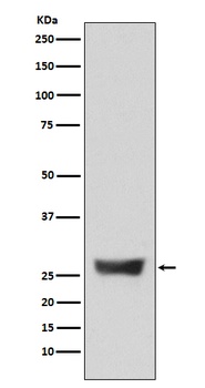 NDUFS3 Rabbit Monoclonal Antibody