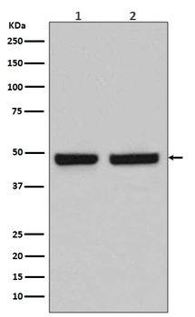 HAPLN1 Rabbit Monoclonal Antibody