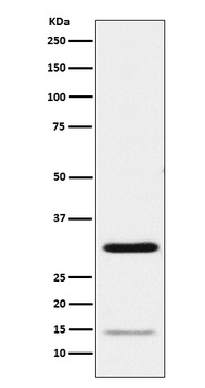 Geminin Rabbit Monoclonal Antibody