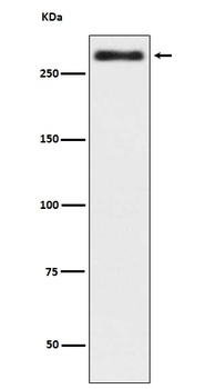 Talin 2 TLN2 Rabbit Monoclonal Antibody