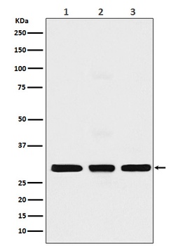 Histone H1.2/H1 Rabbit Monoclonal Antibody