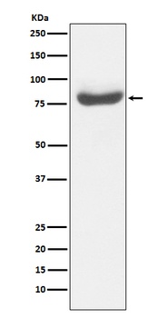 RAP80 Rabbit Monoclonal Antibody