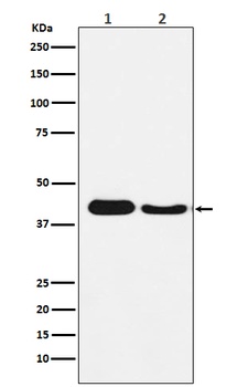 Atg4A Rabbit Monoclonal Antibody