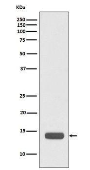 RPS20/Ribosomal Protein S20 Rabbit Monoclonal Antibody