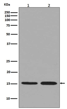 Histone H3.3 H3F3A/H3 Rabbit Monoclonal Antibody