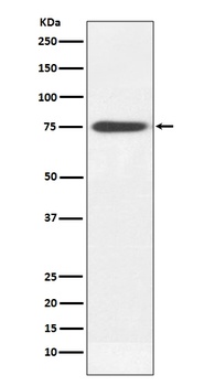Human IgM IGHM Rabbit Monoclonal Antibody