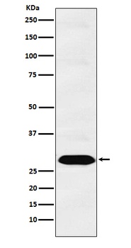 PSMA1 Rabbit Monoclonal Antibody