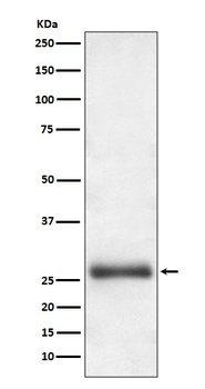 Apg10 Rabbit Monoclonal Antibody