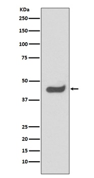 SOX1 Rabbit Monoclonal Antibody