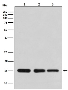 Histone H3 HIST1H3A Rabbit Monoclonal Antibody