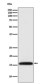 Methyl-Histone H3 HIST1H3A Rabbit Monoclonal Antibody