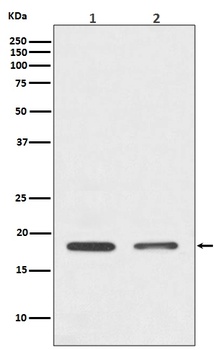 Histone H3 HIST1H3A Rabbit Monoclonal Antibody