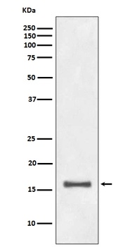 Histone H3 (di methyl K9) HIST1H3A Rabbit Monoclonal Antibody