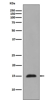 Histone H3 HIST1H3A Rabbit Monoclonal Antibody