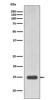 Histone H3 HIST1H3A Rabbit Monoclonal Antibody
