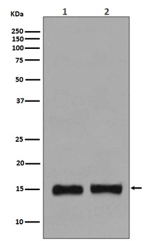 Histone H3 HIST1H3A Rabbit Monoclonal Antibody