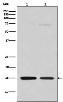 Histone H3 HIST1H3A Rabbit Monoclonal Antibody