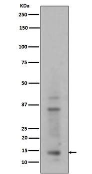 Histone H3 HIST1H3A Rabbit Monoclonal Antibody