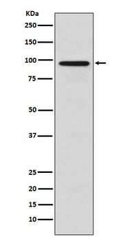 Golgin 97 GOLGA1 Rabbit Monoclonal Antibody