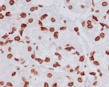 Histone H4 HIST1H4A Rabbit Monoclonal Antibody