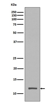 Histone H4 HIST1H4A Rabbit Monoclonal Antibody