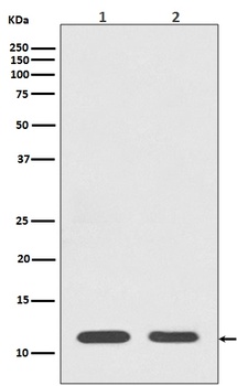 Histone H4 HIST1H4A Rabbit Monoclonal Antibody