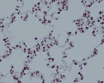 Histone H4 HIST1H4A Rabbit Monoclonal Antibody