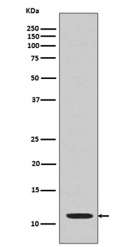 Histone H4 HIST1H4A Rabbit Monoclonal Antibody