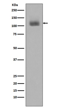 Phospho-JAK2/JAK2 Rabbit Monoclonal Antibody