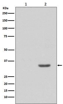 Phospho-CDK2/CDK2 Rabbit Monoclonal Antibody