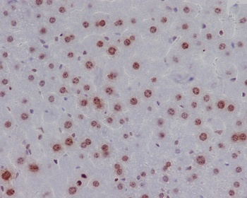 Phospho-Histone H2A.X H2AFX/H2A Rabbit Monoclonal Antibody