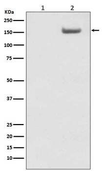 Phospho-SMC1/SMC1 Rabbit Monoclonal Antibody