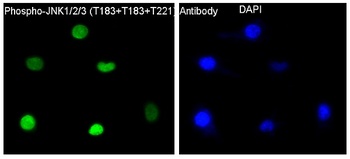 Phospho-JNK1/2/3 MAPK8/JNK1 Rabbit Monoclonal Antibody