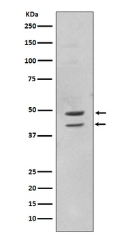 Phospho-JNK1/2/3 MAPK8/JNK1 Rabbit Monoclonal Antibody