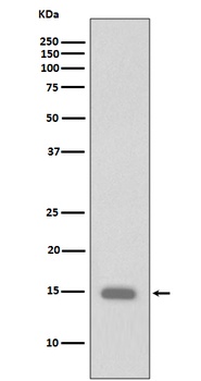 Phospho-Histone H3 HIST1H3A Rabbit Monoclonal Antibody