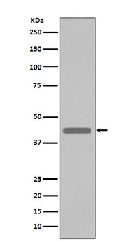 VSV-G-Tag Rabbit Monoclonal Antibody