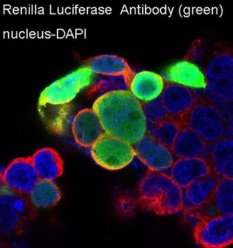 Renilla Luciferase Rabbit Monoclonal Antibody