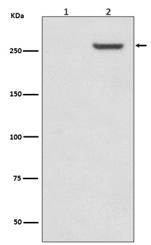 Phospho-mTOR Rabbit Monoclonal Antibody
