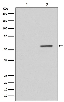 Phospho-PTEN/PTEN Rabbit Monoclonal Antibody