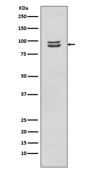 Phospho-STAT3/STAT3 Rabbit Monoclonal Antibody