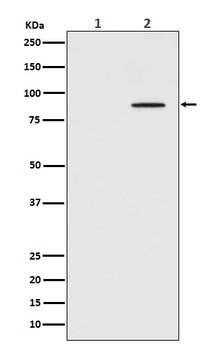 Phospho-STAT3/STAT3 Rabbit Monoclonal Antibody