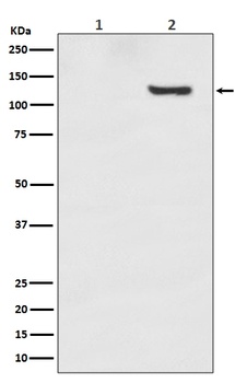 Phospho-SIRT1/SIRT1 Rabbit Monoclonal Antibody