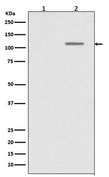 Phospho-SIRT1/SIRT1 Rabbit Monoclonal Antibody