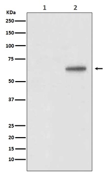 Phospho-AKT1/AKT1 Rabbit Monoclonal Antibody