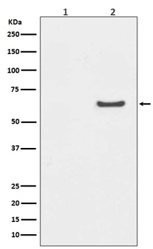 Phospho-AKT1/AKT1 Rabbit Monoclonal Antibody